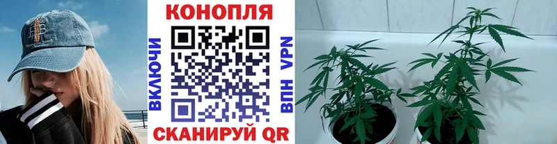 где найти   Вязьма  МАРИХУАНА White Widow 